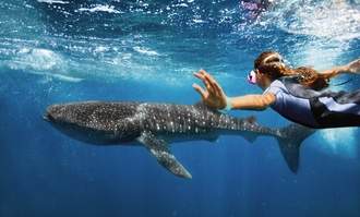 RCI Destinations Cozumel Excursions Snorkeling Wildlife.jpg.jpg